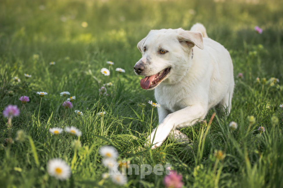 Собаки в других городах Владимирской области: Мила — собака, которая очень хочет снова поверить в людей! 🐶 Девочка, Бесплатно - фото 5