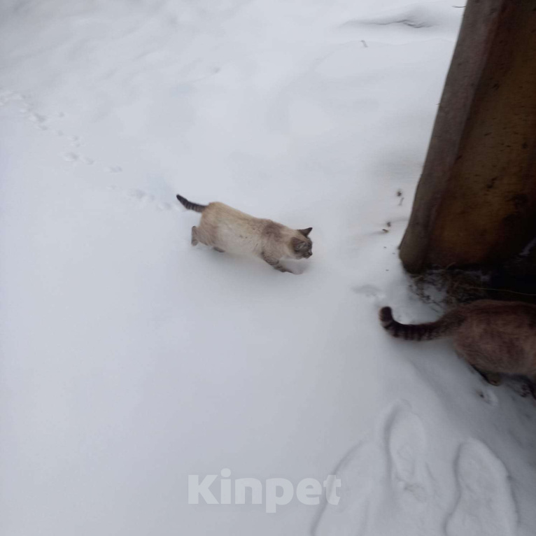 Кошки в Егорьевске: котенок 1. Мальчик, Бесплатно - фото 1