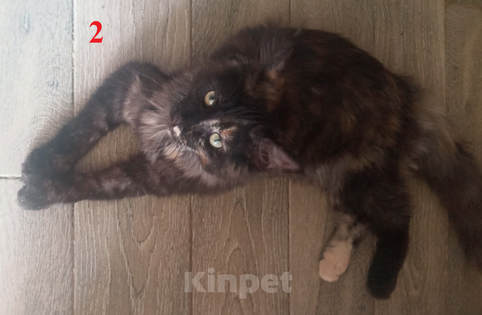 Кошки в Новосибирске: Котёнок Мэйн-кун Девочка, Бесплатно - фото 1