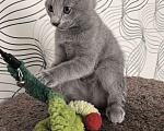Кошки в Москве: Котята русской голубой Мальчик, 85 000 руб. - фото 6