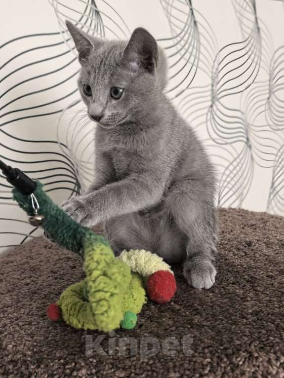 Кошки в Москве: Котята русской голубой Мальчик, 85 000 руб. - фото 6