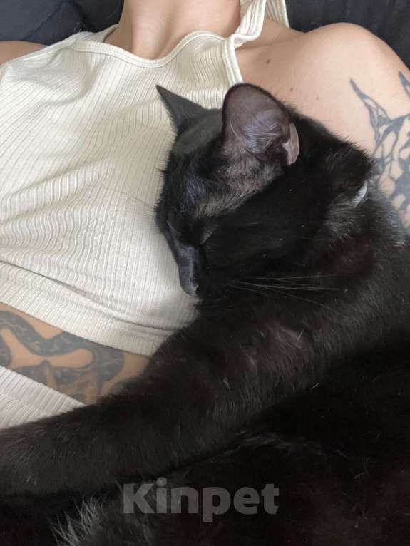 Кошки в Тольятти: Кот в добрые руки Мальчик, Бесплатно - фото 9