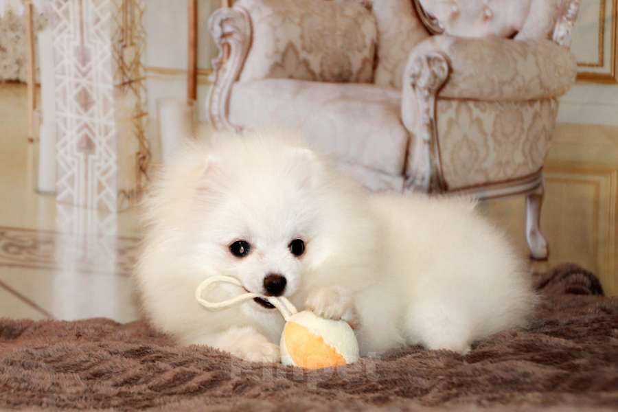 Собаки в Москве: щенки померанского шпица Мальчик, 45 000 руб. - фото 4