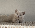 Кошки в Красноярске: Британская девочка Дана Девочка, 35 000 руб. - фото 1
