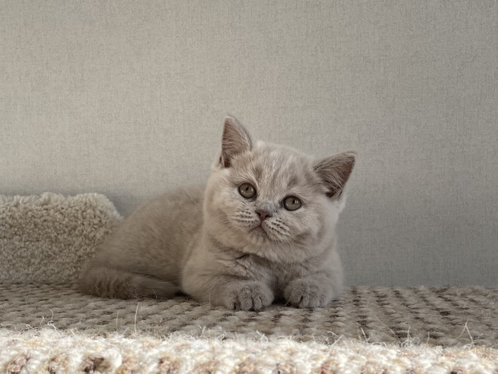 Кошки в Красноярске: Британская девочка Дана Девочка, 35 000 руб. - фото 1