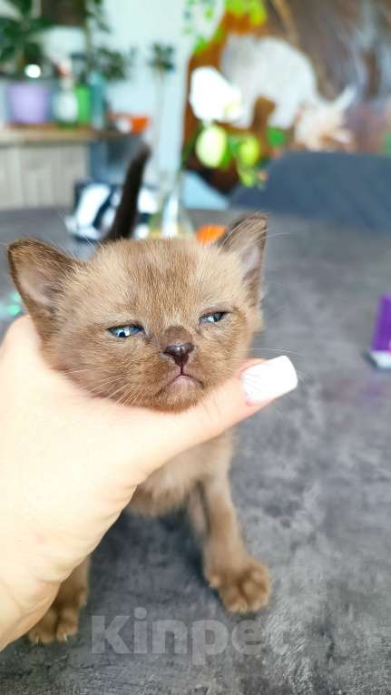 Кошки в Ростове-на-Дону: Котята европейской Бурмы  Мальчик, 80 000 руб. - фото 6