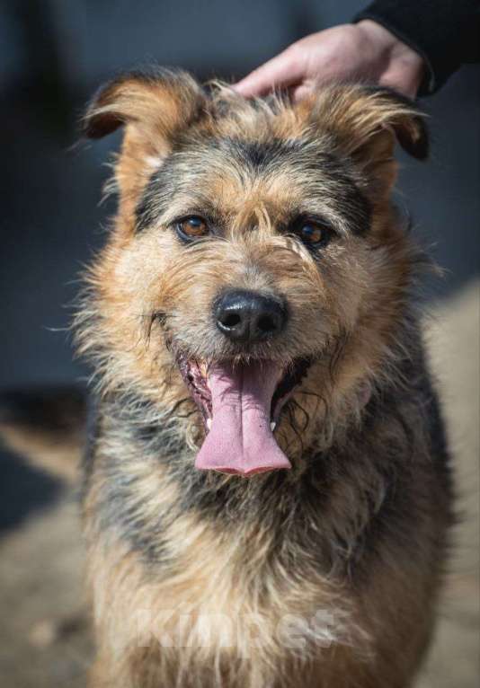 Собаки в Москве: Чупчик (Чуп, Чуппуня) — ваш будущий друг и компаньон! Мальчик, Бесплатно - фото 6