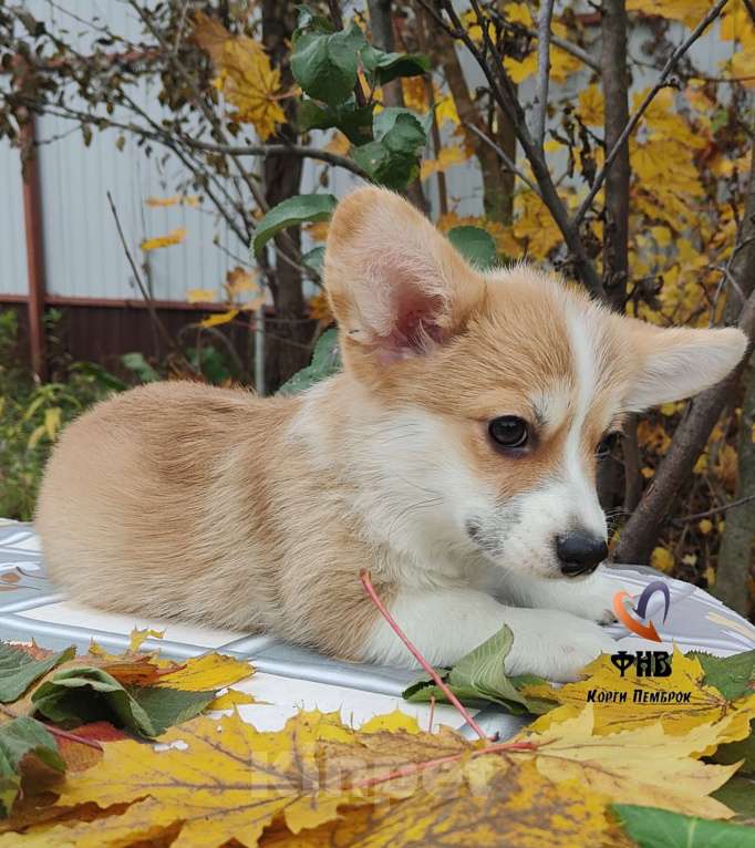 Собаки в Москве: Девочка вельш корги пемброк  Девочка, 55 000 руб. - фото 4