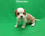 Собаки в Москве: Щенки кавалер Кинг Чарльз спаниель  Мальчик, 50 000 руб. - фото 3