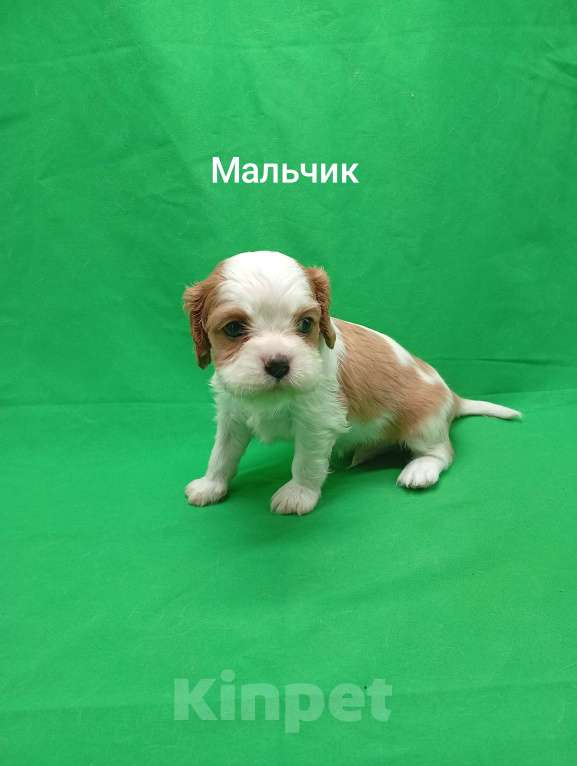 Собаки в Москве: Щенки кавалер Кинг Чарльз спаниель  Мальчик, 50 000 руб. - фото 3