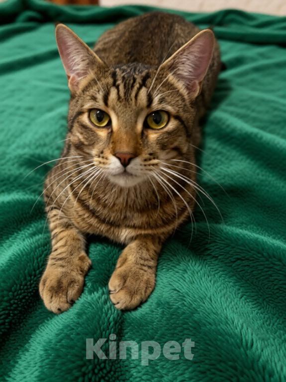 Кошки в Дзержинском: котенка хотят выкинуть из-за его активности Мальчик, Бесплатно - фото 1