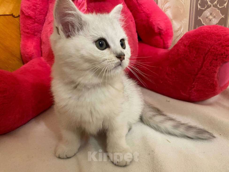 Кошки в Санкт-Петербурге: Прямоухий шотландский мальчик Мальчик, 17 900 руб. - фото 1