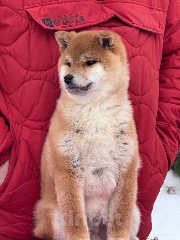 Собаки в Москве: Сиба-ину мальчик Мальчик, 50 000 руб. - фото 3