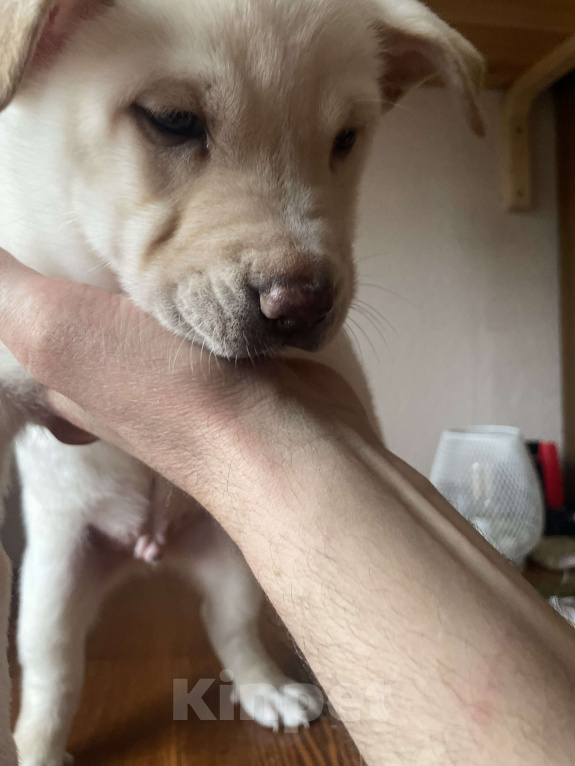 Собаки в Челябинске: Император  Мальчик, Бесплатно - фото 4