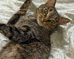 Кошки в Казани: Взрослый кот в добрые руки Мальчик, Бесплатно - фото 4