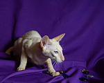 Кошки в Волгограде: Ориентальные котята Мальчик, Бесплатно - фото 7