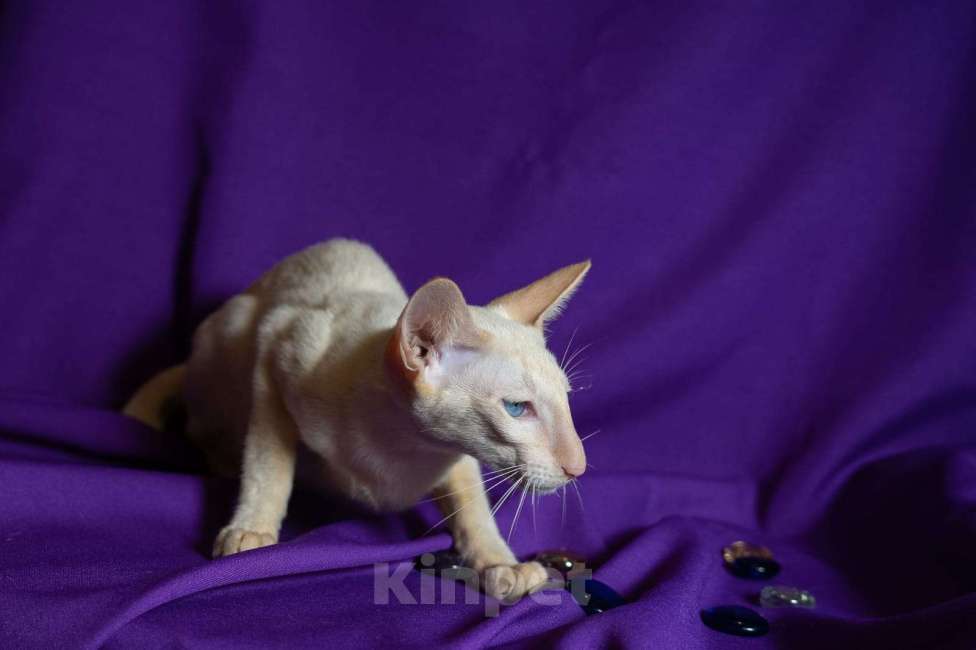 Кошки в Москве: Ориентальные котята Мальчик, Бесплатно - фото 7