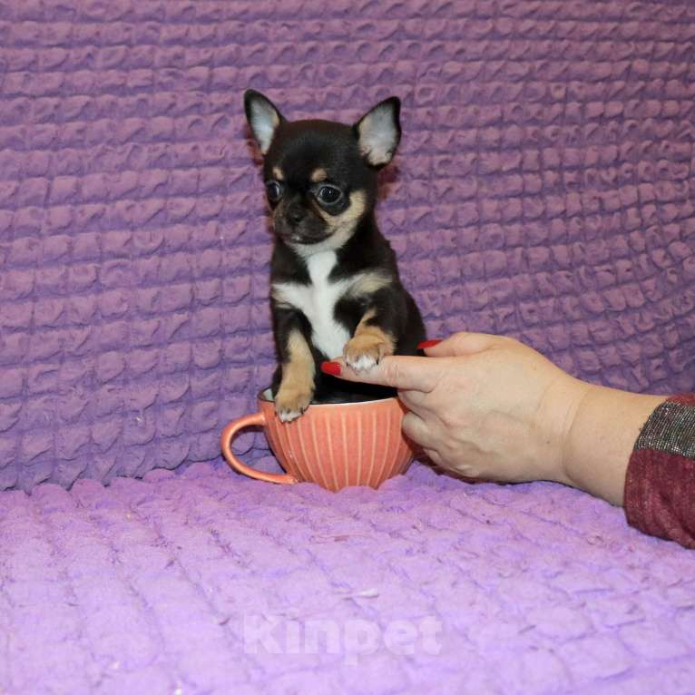 Собаки в Москве: 👍Супер курносая красотка Девочка, 75 000 руб. - фото 3