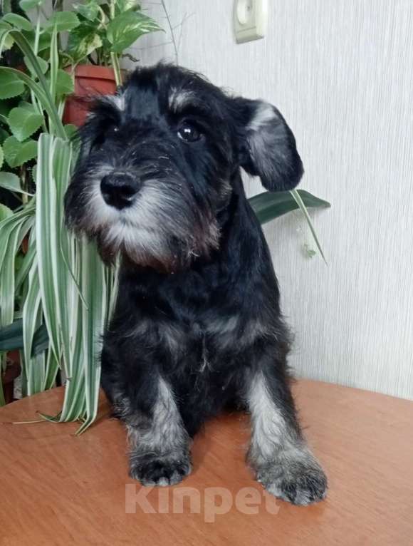 Собаки в Москве: Щенок цвергшнауцера Девочка, Бесплатно - фото 4