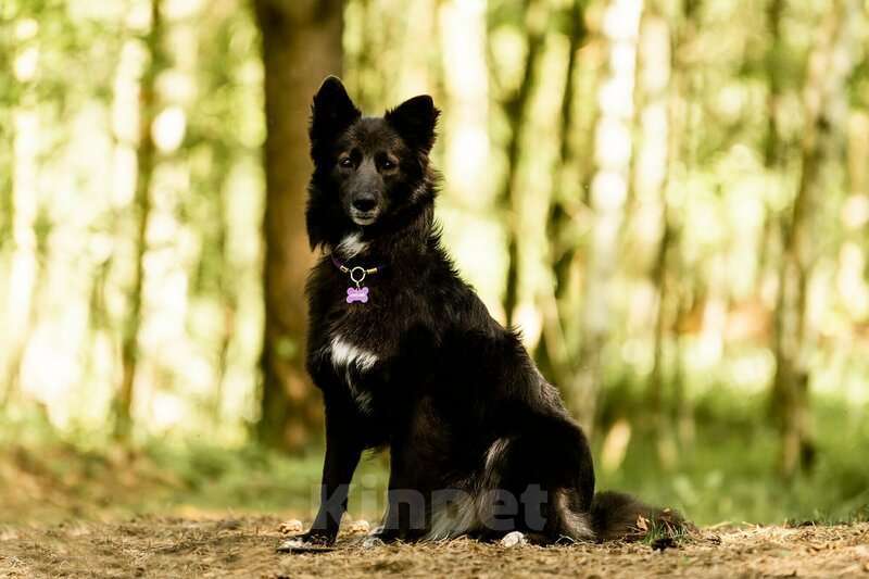 Собаки в Москве: Красавица Рита в добрые руки. Девочка, Бесплатно - фото 9
