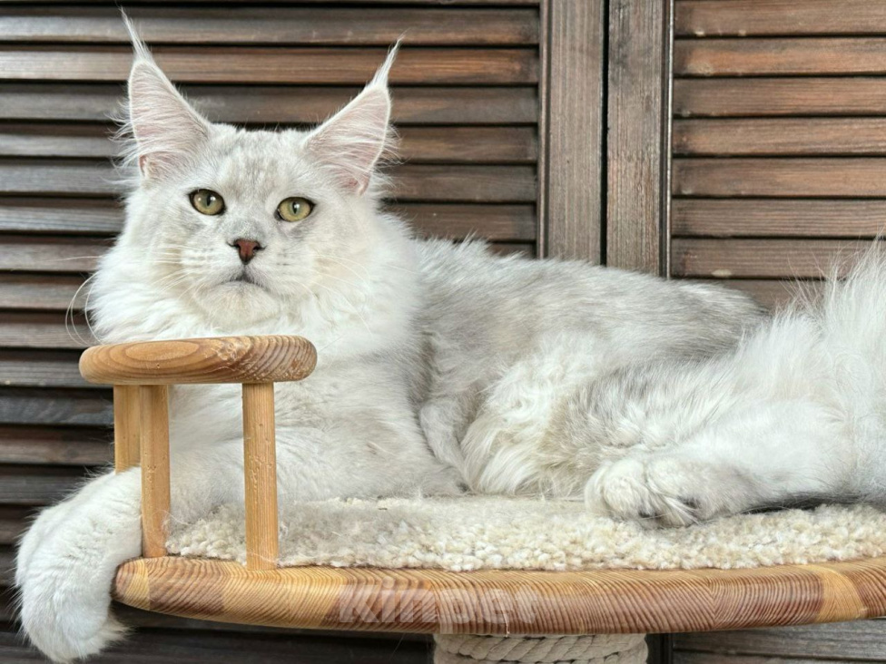 Кошки в других городах Тульской области: Котик мейн-кун Мальчик, 40 000 руб. - фото 3