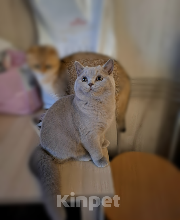 Кошки в Санкт-Петербурге: Лиловый красавец. Мальчик, 35 000 руб. - фото 2