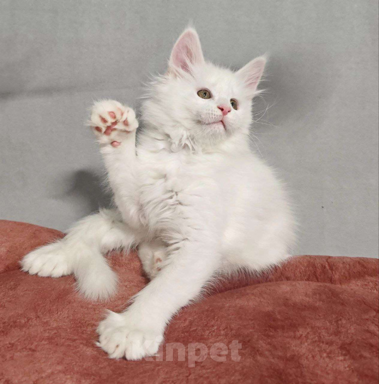 Кошки в Ульяновске: Белый полидакт мейн-кун Девочка, 60 000 руб. - фото 2