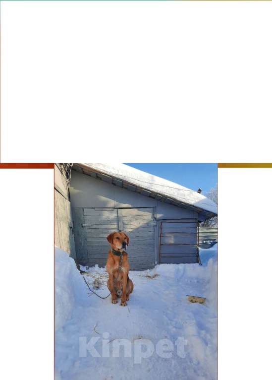 Собаки в других городах Тульской области: Бридж Мальчик, Бесплатно - фото 1