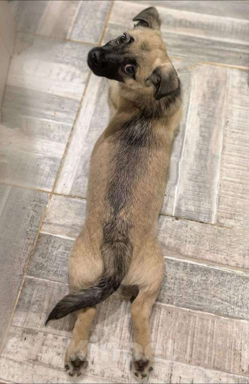 Собаки в Лосином-Петровском: Спарки якутенок в добрые руки Девочка, Бесплатно - фото 5