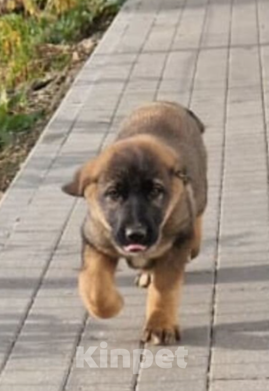 Собаки в Красногорске: Щенок Курт 2,5 месяца в добрые руки  Мальчик, Бесплатно - фото 4