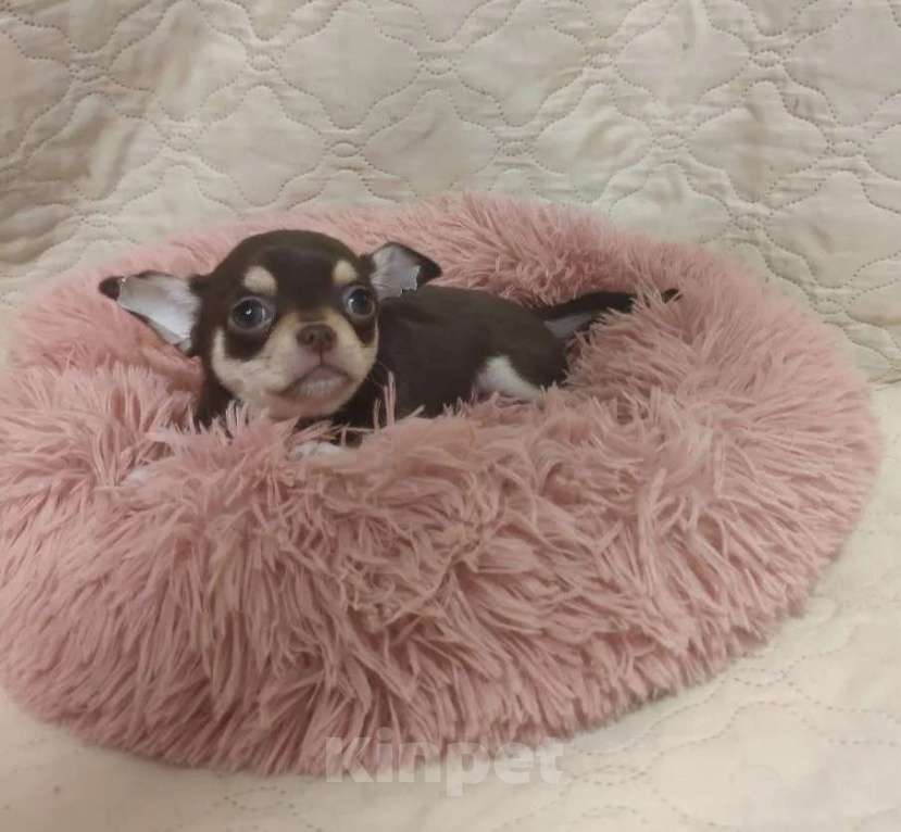 Собаки в Клине: Девочка 8 мес Девочка, 23 000 руб. - фото 1