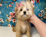 Собаки в Москве: Рыжий йорк с голубыми глазами девочка мини Девочка, 95 000 руб. - фото 5