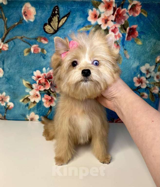 Собаки в Москве: Рыжий йорк с голубыми глазами девочка мини Девочка, 95 000 руб. - фото 5