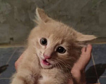 Кошки в Астрахани: Котик пристраиваеться в семью Мальчик, Бесплатно - фото 2