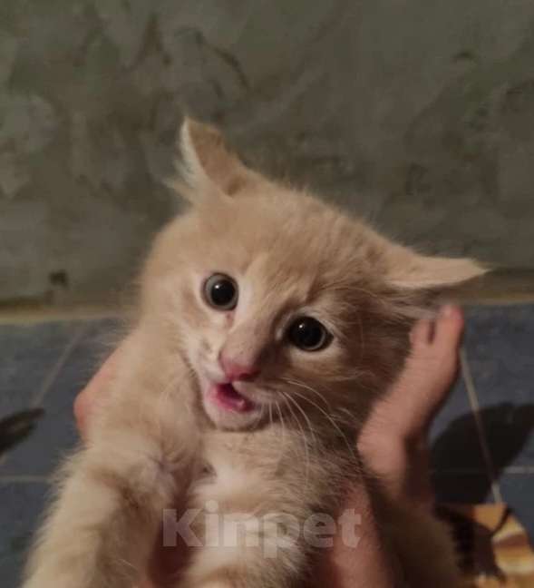 Кошки в Астрахани: Котик пристраиваеться в семью Мальчик, Бесплатно - фото 2