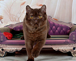 Кошки в Санкт-Петербурге: Британский котик вкусного окраса шоколад Мальчик, 45 000 руб. - фото 3