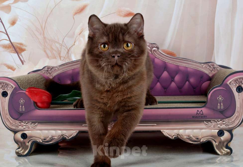 Кошки в Санкт-Петербурге: Британский котик вкусного окраса шоколад Мальчик, 45 000 руб. - фото 3