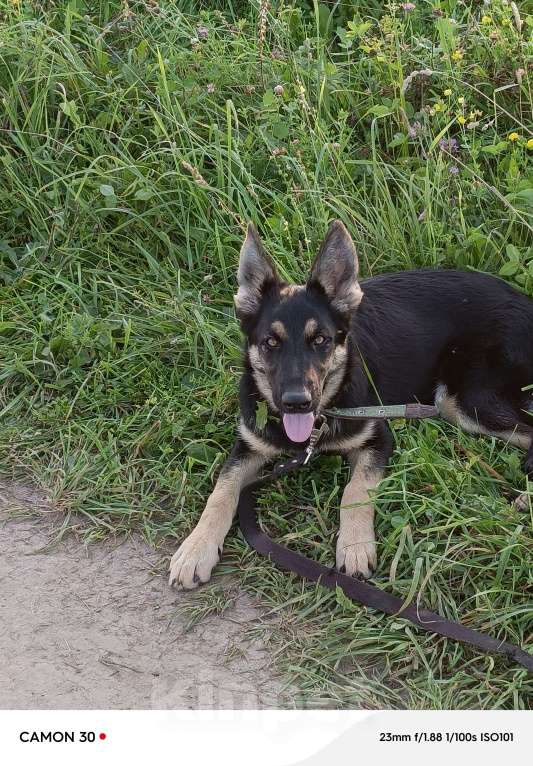 Собаки в других городах Калужской области: Щенки немецкой овчарки Девочка, 48 000 руб. - фото 4