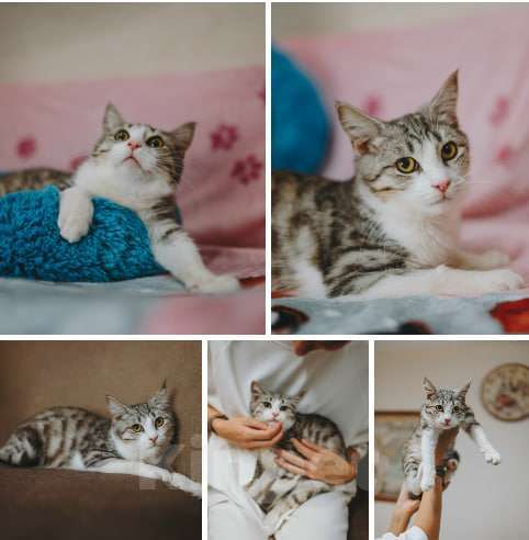 Кошки в Сочи: котенок комочек счастья ждет свою семью Мальчик, Бесплатно - фото 1