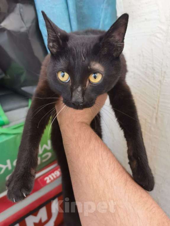 Кошки в Казани: Котенок в добрые руки Мальчик, Бесплатно - фото 1