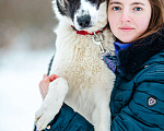 Собаки в Москве: В добрые руки Мальчик, Бесплатно - фото 6