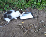 Кошки в Звенигороде: Найдены котята Мальчик, Бесплатно - фото 2