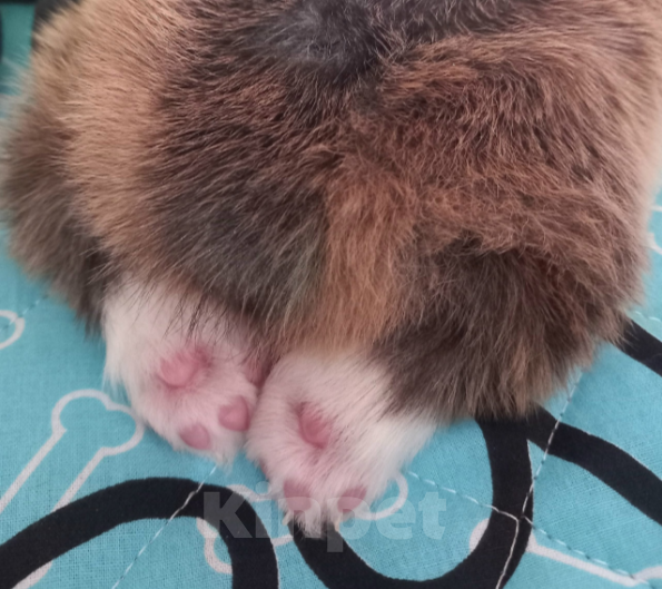 Собаки в Шуе: Щенок вельш корги пемброк Мальчик, Бесплатно - фото 1