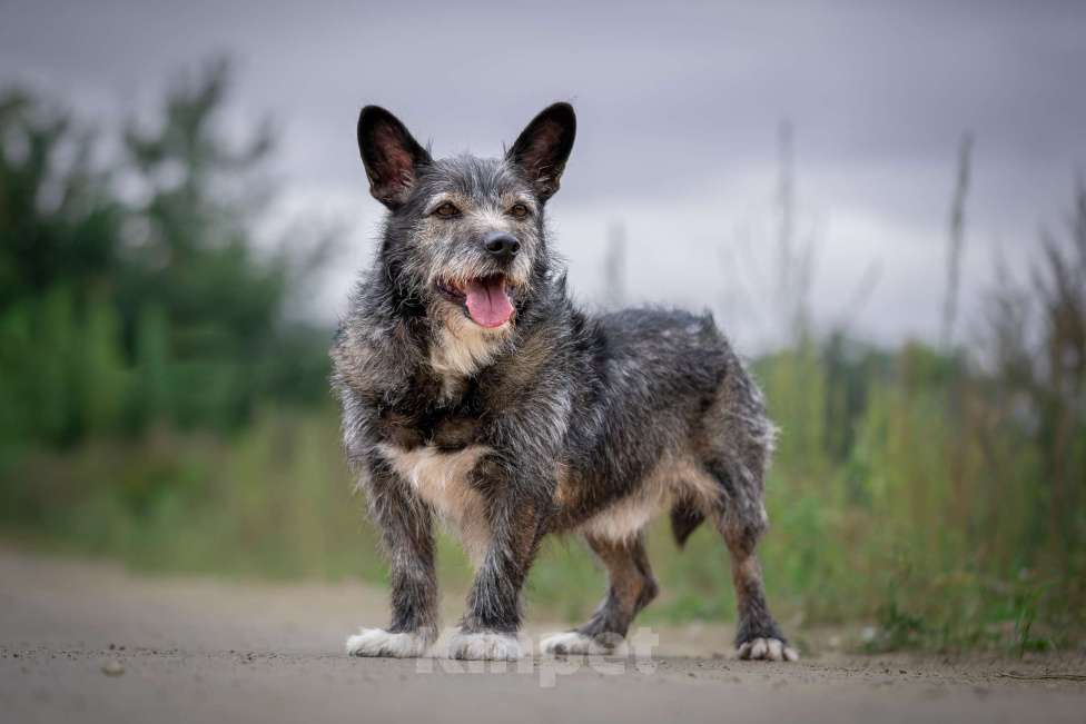 Собаки в Москве: Метис Керн-терьера Карандаш  Мальчик, Бесплатно - фото 3