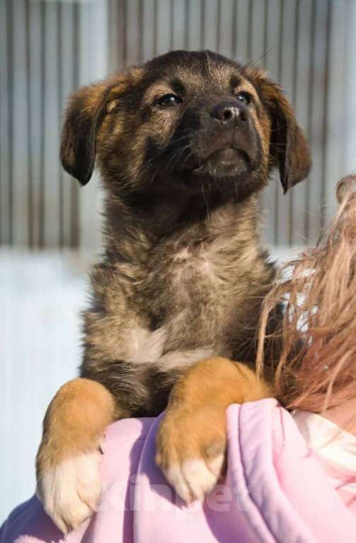 Собаки в Красногорске: Примо Мальчик, Бесплатно - фото 6