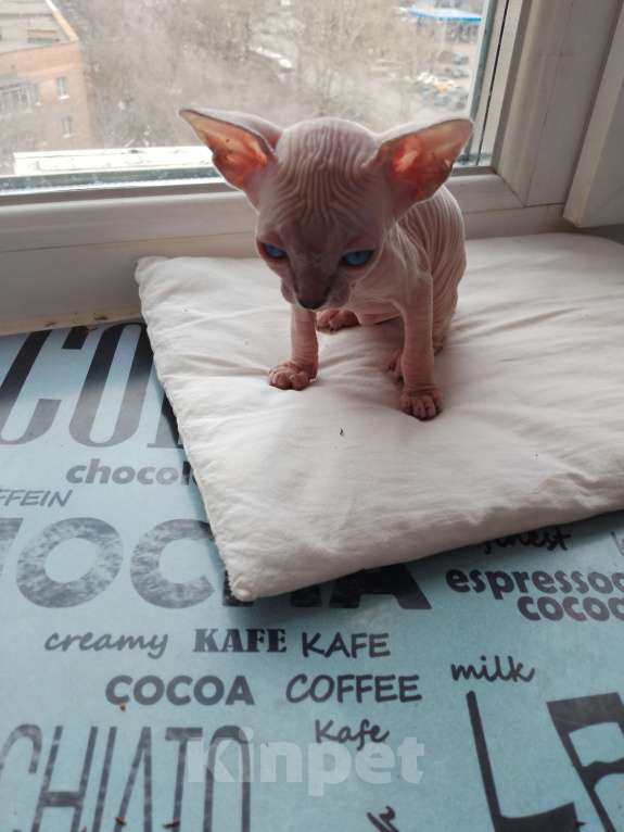 Кошки в Рязани: Продам Мальчик, 12 000 руб. - фото 3