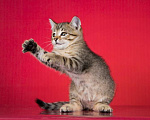 Кошки в Москве: Очаровательный ручной котенок Чип в добрые руки Мальчик, 1 руб. - фото 5