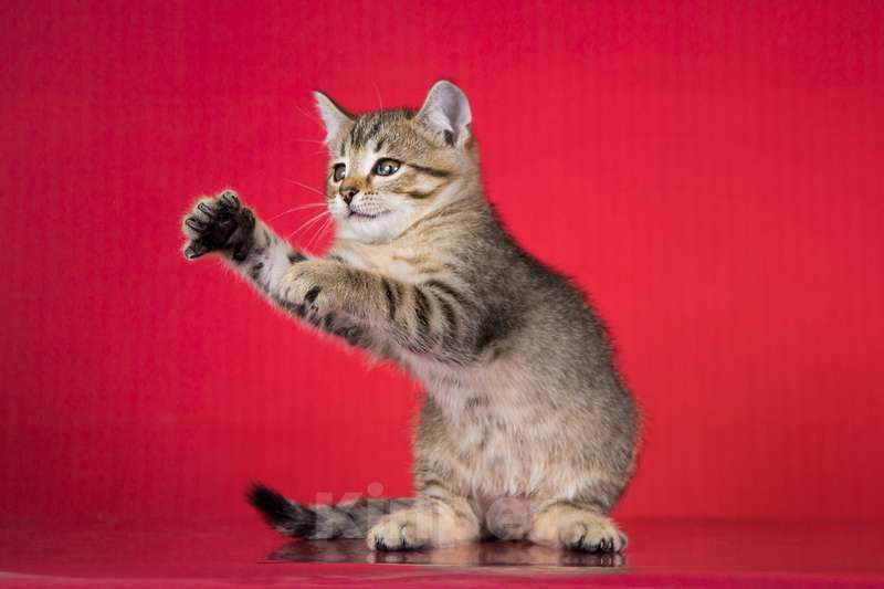 Кошки в Москве: Очаровательный ручной котенок Чип в добрые руки Мальчик, 1 руб. - фото 5