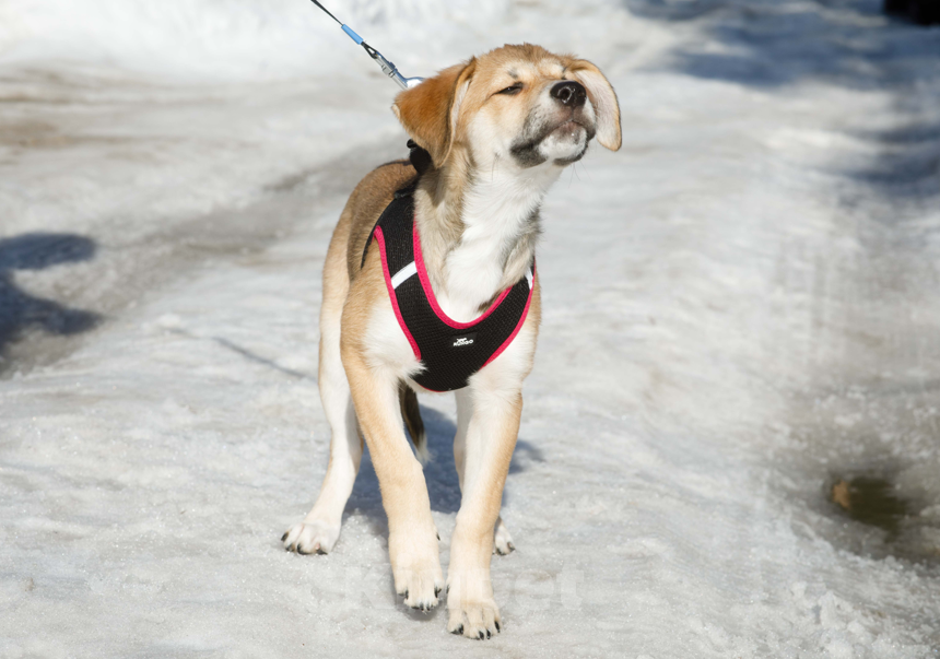 Собаки в Москве: Лилуша ищет дом Девочка, Бесплатно - фото 5