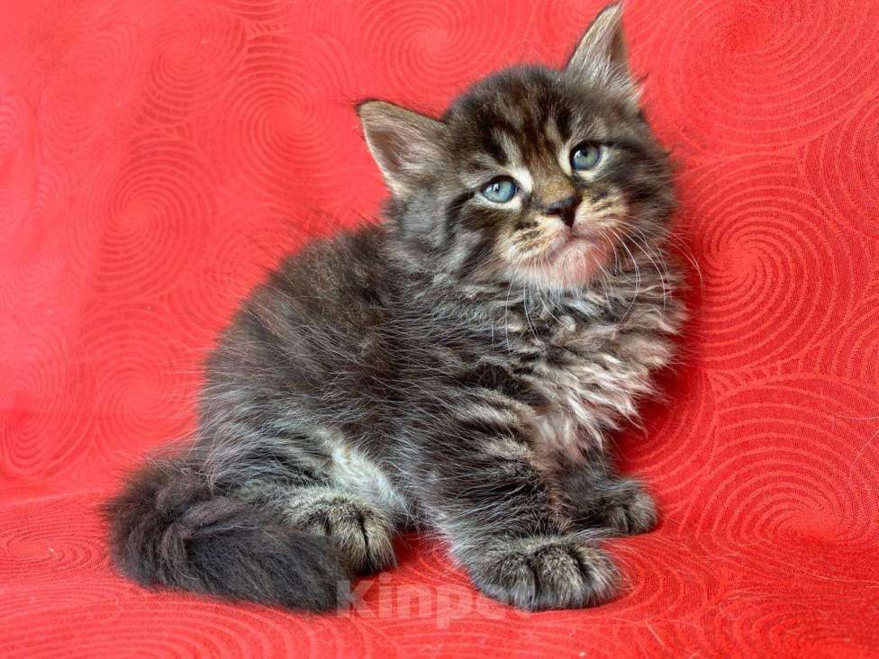 Кошки в Краснодаре: Кошечка лесного окраса Девочка, 35 000 руб. - фото 4